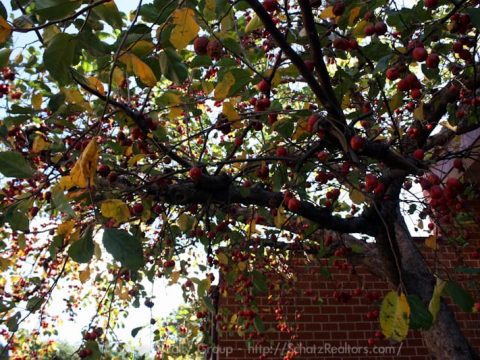 Beautiful trees and other plantings
